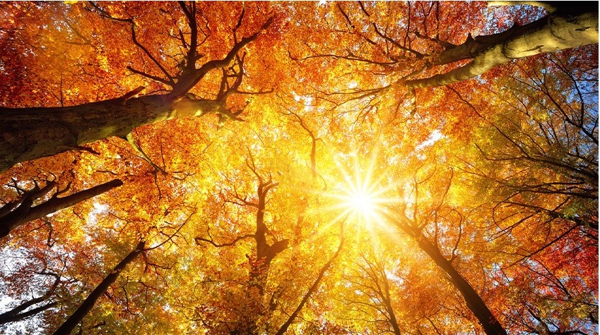 20250922_the fed and the fall.jpg