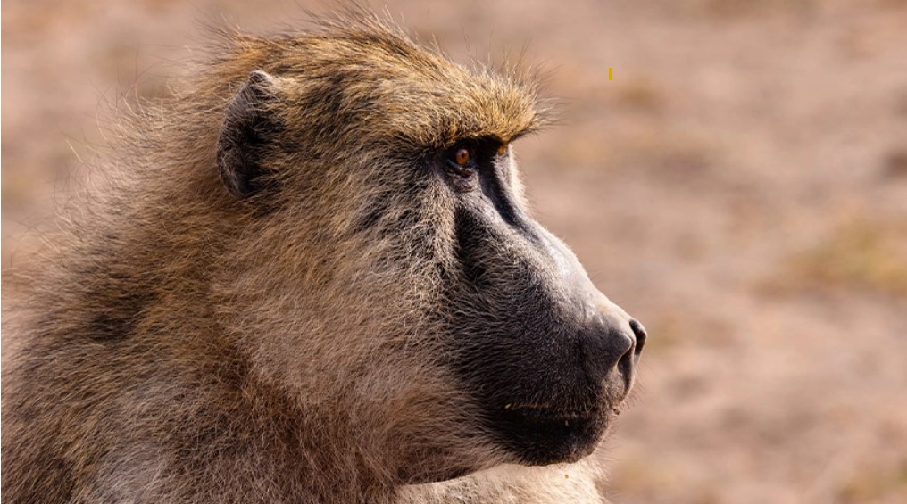 スクリーンショット 2025-05-26 125115.jpg